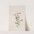 Penstemon (Penstimon fruiticosus) (1903) by Mary Vaux Walcott