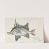 Pentaceropsis recurvirostris (Tas) : Long-snout boarfish by Frank Edward Clarke