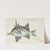 Pentaceropsis recurvirostris (Tas) : Long-snout boarfish by Frank Edward Clarke