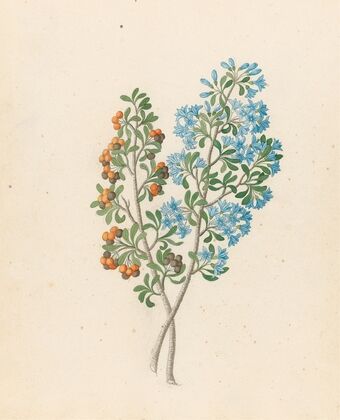 Pentand. mono. [Ehretia rigida]