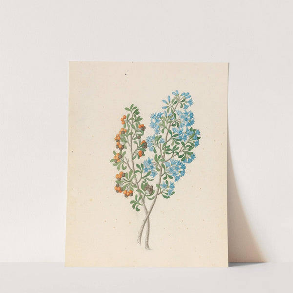 Pentand. mono. [Ehretia rigida] by Clemenz Heinrich Wehdemann