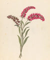Pentand. Monog. [Lysimachia nutans]