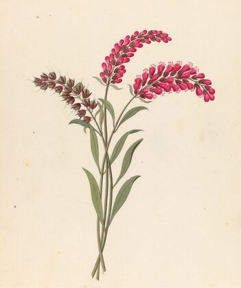 Pentand. Monog. [Lysimachia nutans]
