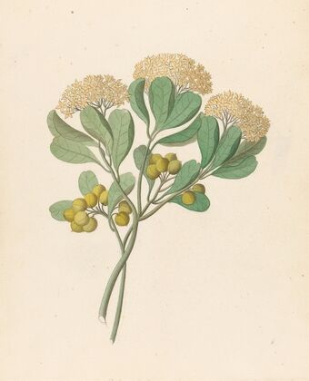 Pentandria Mon. [Pittosporum viridiflorum]