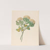 Pentandria Mon. [Pittosporum viridiflorum] by Clemenz Heinrich Wehdemann