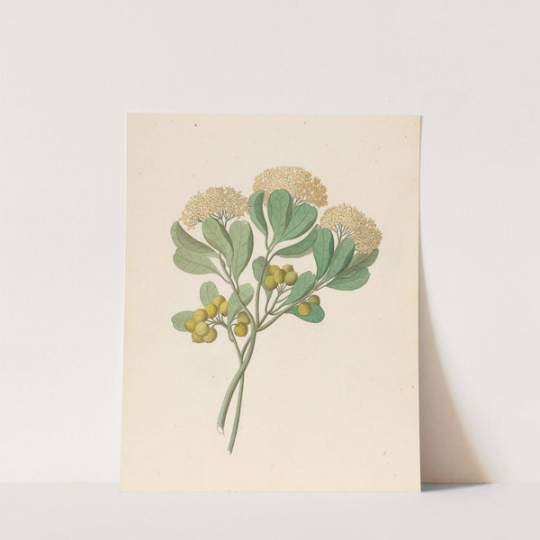 Pentandria Mon. [Pittosporum viridiflorum] by Clemenz Heinrich Wehdemann