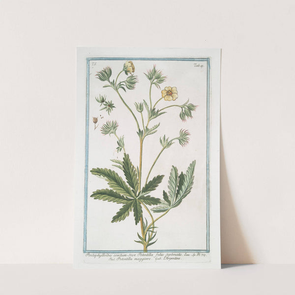 Pentaphylloides erectum, sive Potentilla foliis septenatis - Potentilla maggiore - L&#039;Argentine. (Cinquefoil) by Giorgio Bonelli