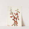 Pentstemon (Pentstemon barbatus) (1934) by Mary Vaux Walcott