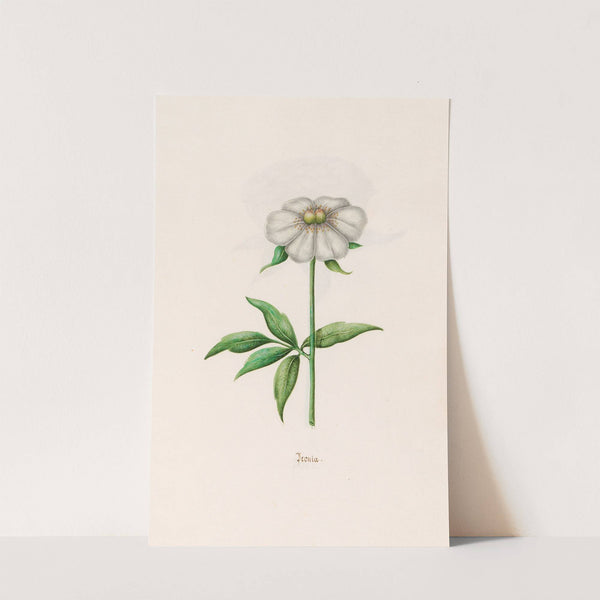Peonia. [Peony] (1692) by Magdelena Rosina Funck