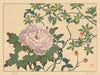 Peony