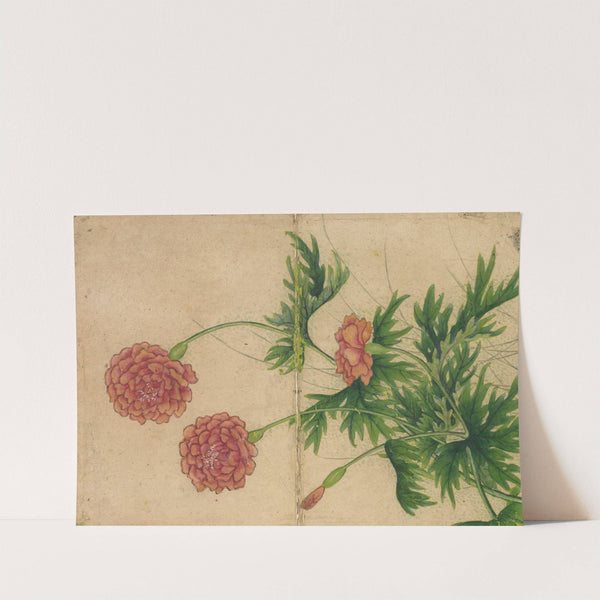 Peony by Zhang Ruoai