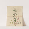 Peperomia blanda by William Jackson Hooker