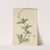 Peperomia pereskiaefolia by William Jackson Hooker