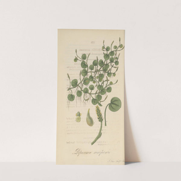 Peperomia renirormis by William Jackson Hooker