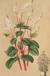 Peperomia resedæflora
