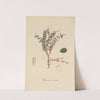 Peperomia rubella by William Jackson Hooker