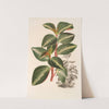 Peperomia velutina by Charles Antoine Lemaire
