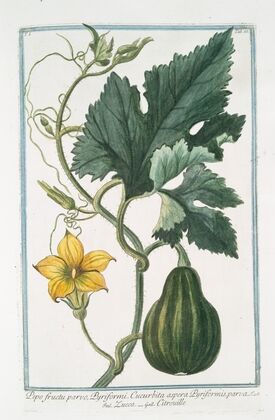 Pepo fructu parvo, Pyriformi. Cucurbita aspera Pyriformis, parva – Zucca – Citrouille. (Pumpkin)