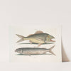 Perca &amp;c., The Grunt; Albula Bahamensis, The Mullet. by Mark Catesby