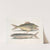 Perca &amp;c., The Grunt; Albula Bahamensis, The Mullet. by Mark Catesby