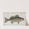Perca Lucioperca, The Picke-Perch. (1785-1797) by Marcus Elieser Bloch