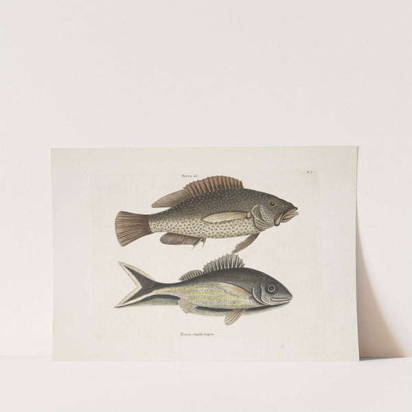 Perca &amp;c., The Negro-Fish; Perca cauda nigra, The Black-Tail. by Mark Catesby