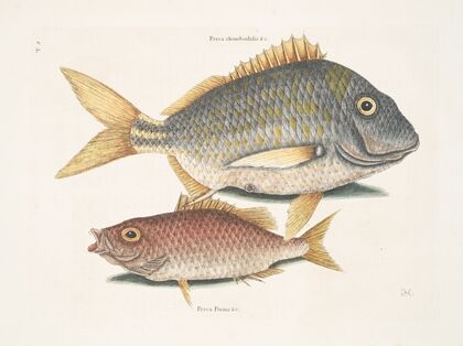 Perca rhomboidalis &c., The Pork Fish; Perca Piunis [pinnis] &c., The Schoolmaster.
