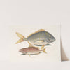 Perca rhomboidalis &amp;c., The Pork Fish; Perca Piunis [pinnis] &amp;c., The Schoolmaster. by Mark Catesby