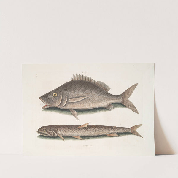 Perca &amp;c., The Margate Fish; Saurus &amp;c., The Sea Sparrow-Hawk. by Mark Catesby