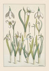 Perce-neige