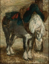 Percheron harnessed