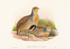Perdix barbata (Daurian Partridge)
