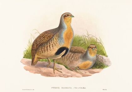 Perdix barbata (Daurian Partridge)