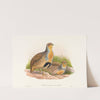 Perdix barbata (Daurian Partridge) by John Gould