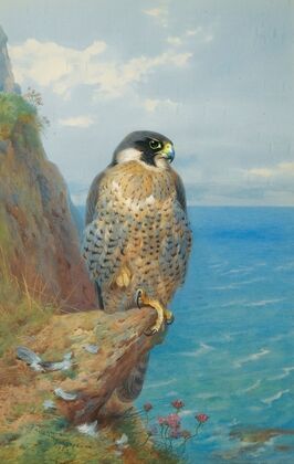 Peregrine At Auchencairn (1923)