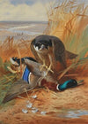Peregrine falcon and mallard duck on a sandbank