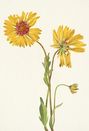 Perennial Gaillardia. Gaillardia aristata (1925)