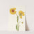 Perennial Gaillardia. Gaillardia aristata (1925) by Mary Vaux Walcott