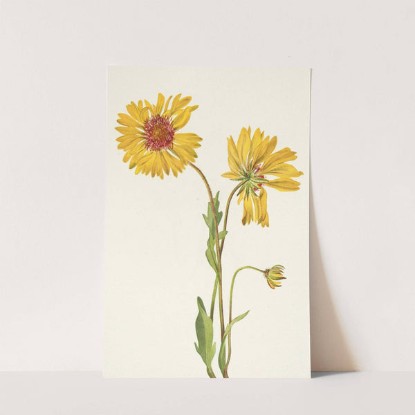 Perennial Gaillardia. Gaillardia aristata (1925) by Mary Vaux Walcott
