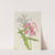 Perennial Phlox (Phlox paniculata) (1934) by Mary Vaux Walcott
