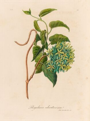 Pergularia odoratissima (1818-1824)