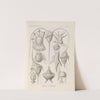 Peridinea. - Geikelhütchen by Ernst Haeckel