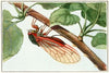 Periodical Cicada