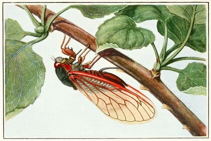 Periodical Cicada