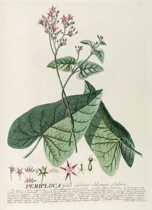 Periploca