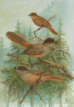 Perisoreus infaustus