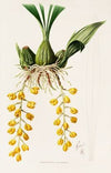 Peristeria Barkeri