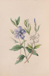 Periwinkle
