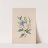 Periwinkle by John Stevens Henslow