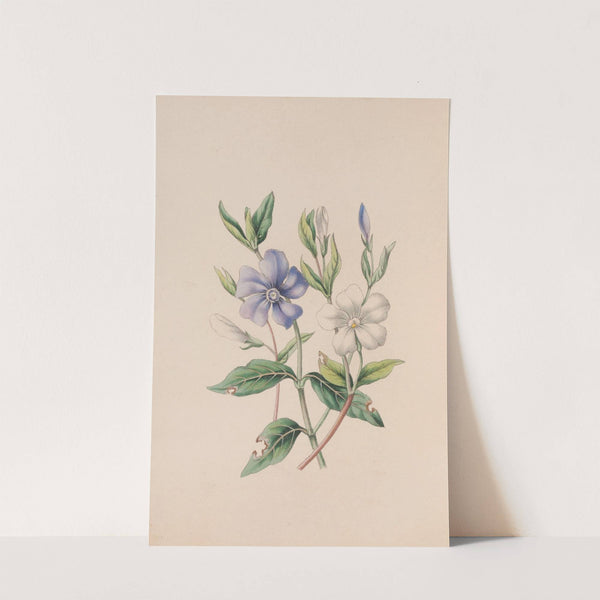 Periwinkle by John Stevens Henslow